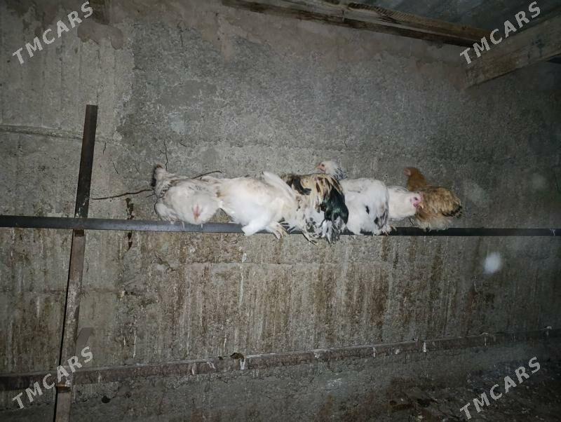 brama towuk sisarka - Aşgabat - img 1