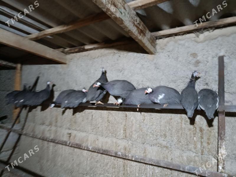 brama towuk sisarka - Aşgabat - img 3