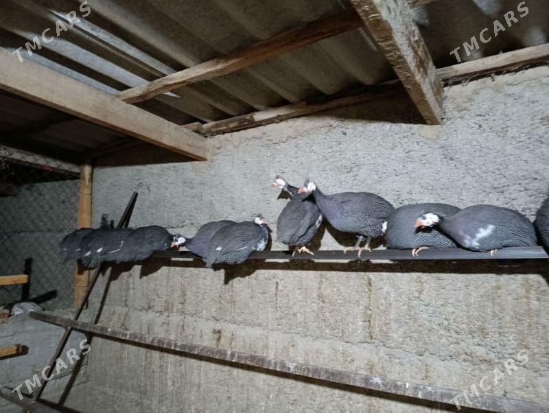 brama towuk sisarka - Aşgabat - img 2