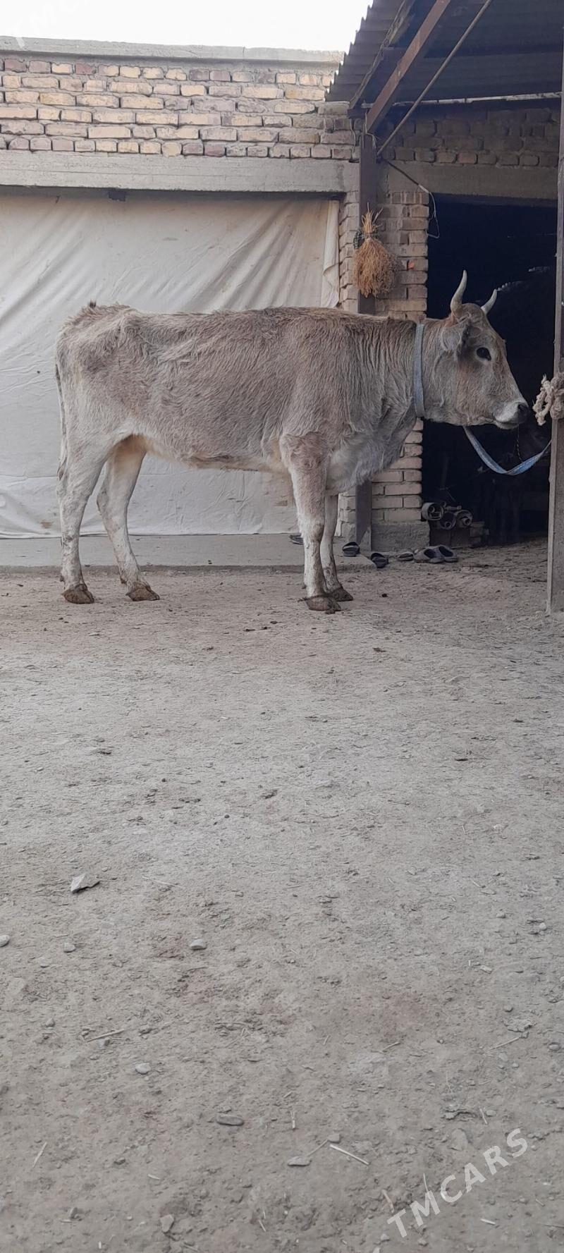 Tuwe - Bäherden - img 2