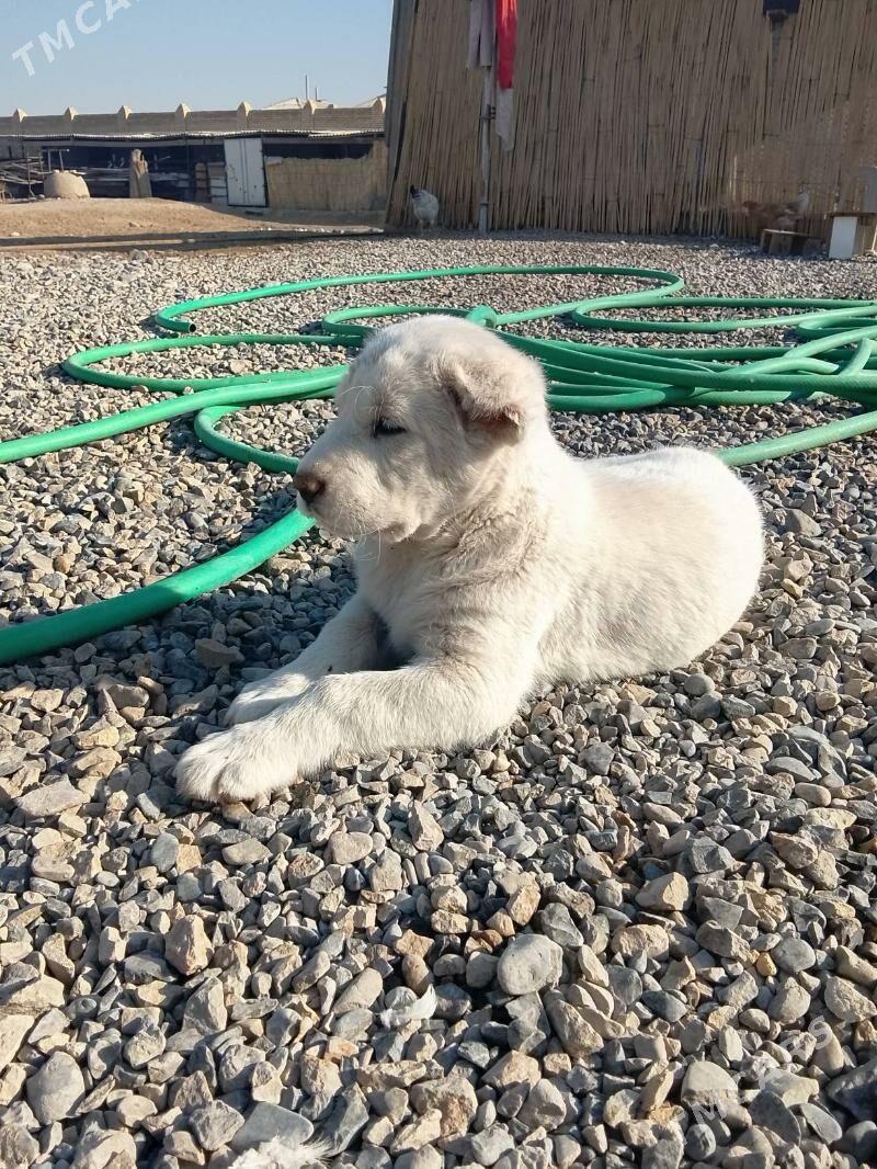 Alabay - Mary - img 2