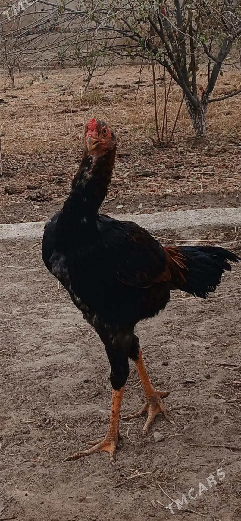 paroda horaz - Şabat etr. - img 1