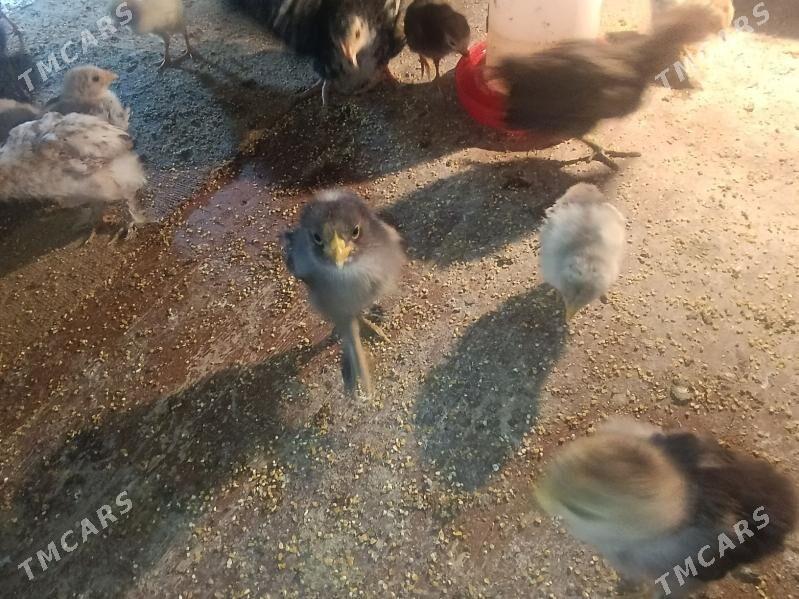 brama - Dänew - img 4