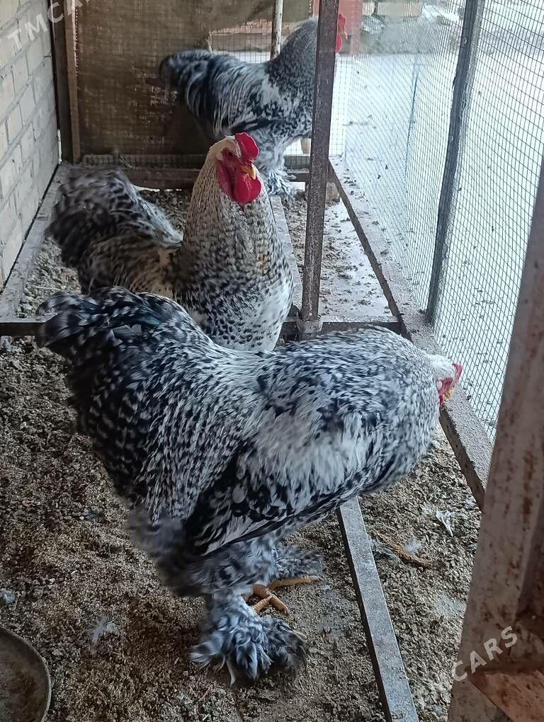 brama - Dänew - img 5