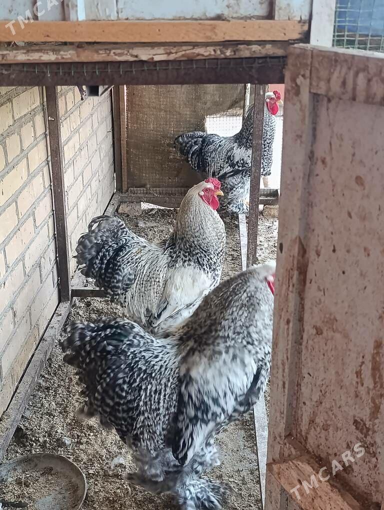 brama - Dänew - img 7