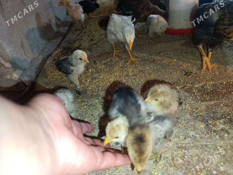 brama - Dänew - img 3