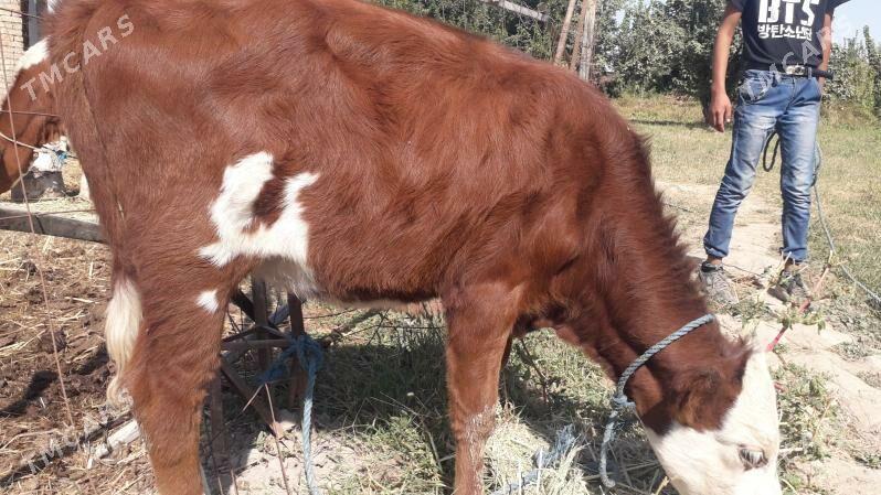 saglyk sygyr - Чарджоу - img 4