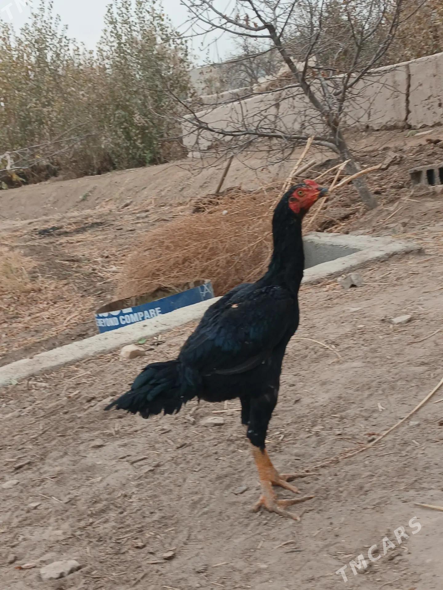 paroda horaz - Şabat etr. - img 2