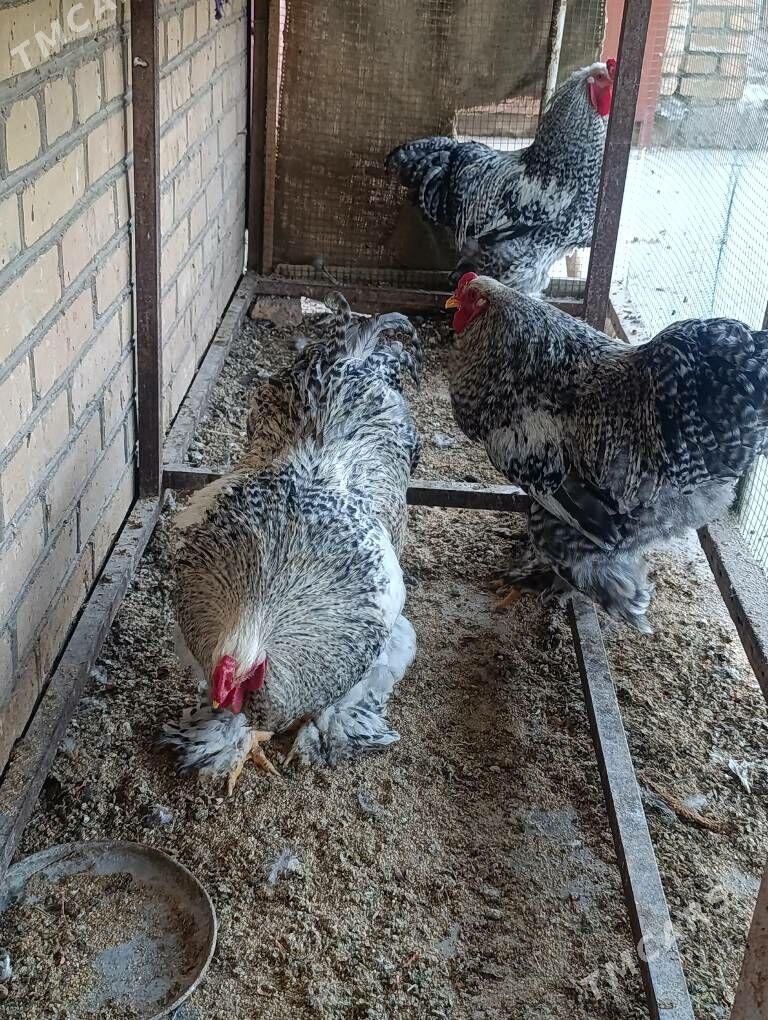 brama - Dänew - img 6