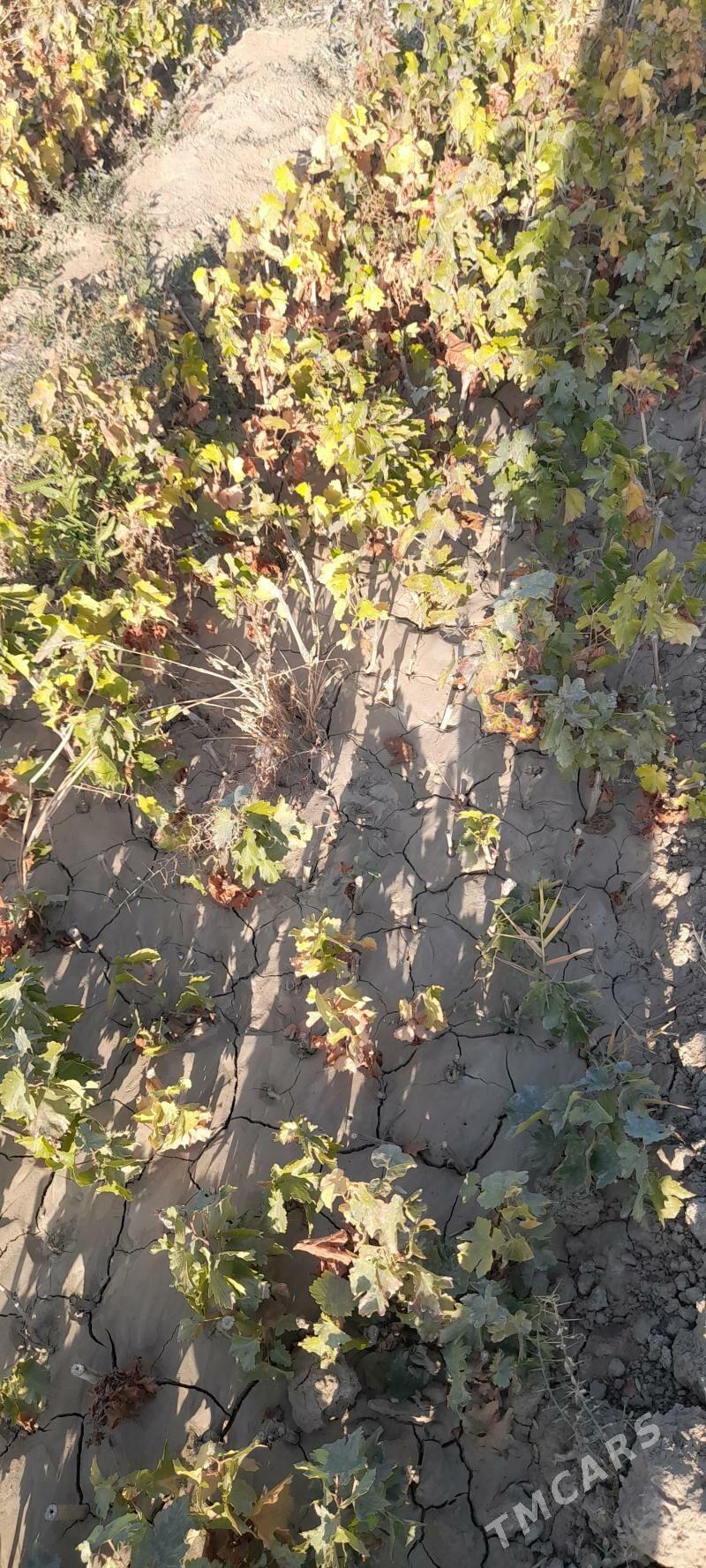 Taýfi we Bavil Üzüm ştileri - Arkadag - img 2