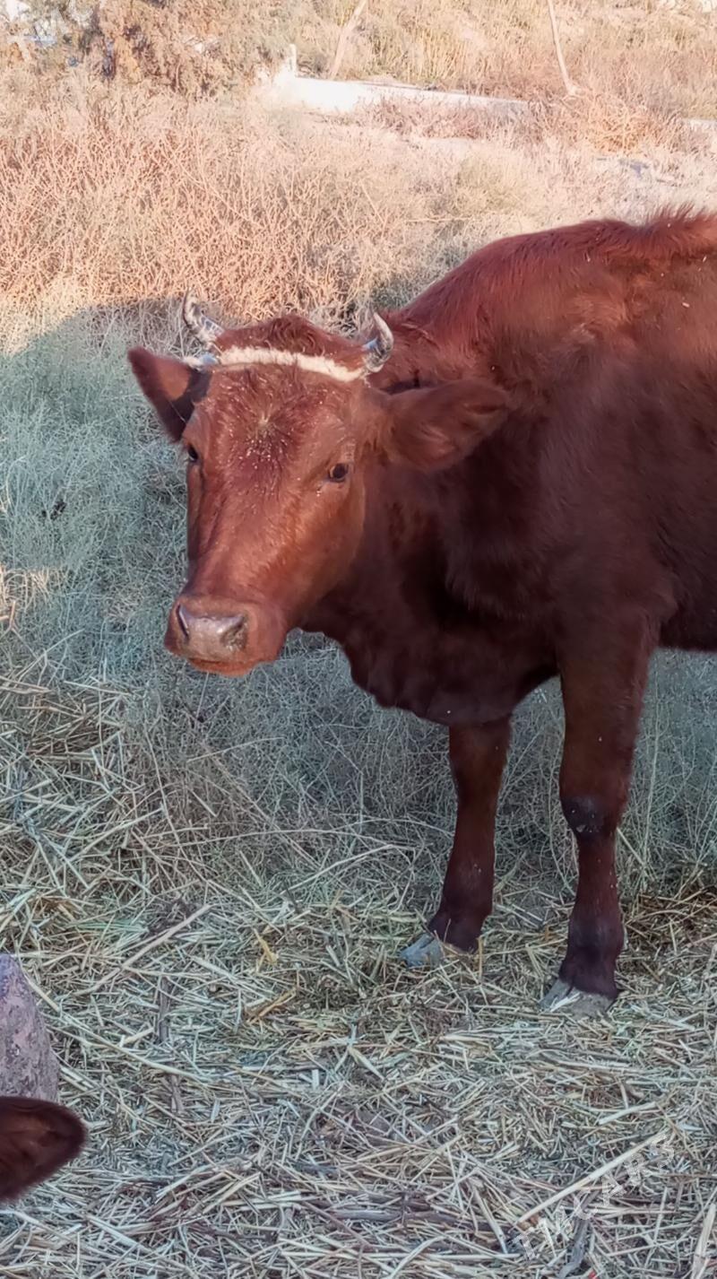 инек - Туркменабат - img 1