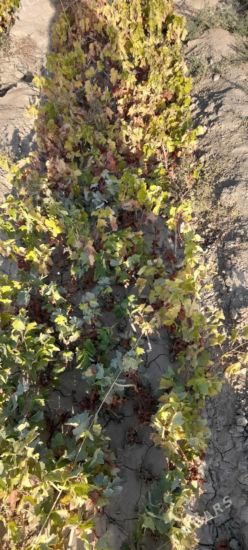 Taýfi we Bavil Üzüm ştileri - Arkadag - img 1