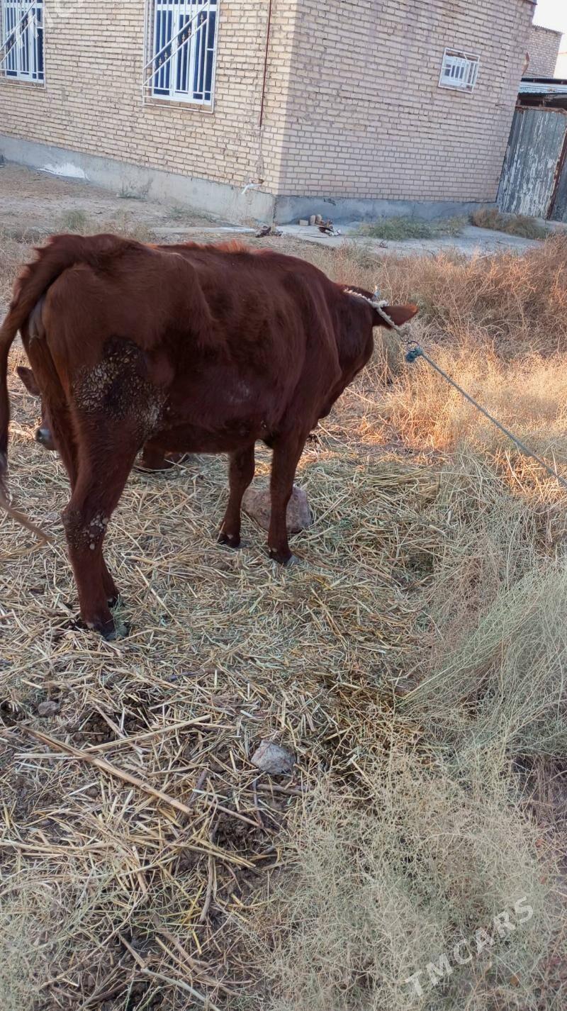 инек - Туркменабат - img 2