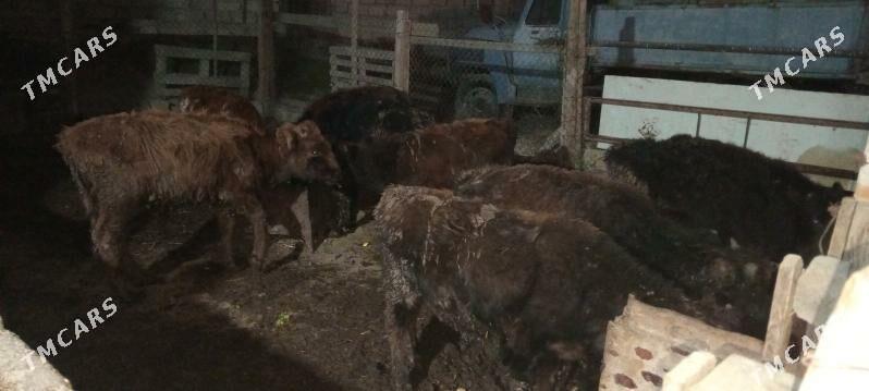 öküz 9sany - Gökdepe - img 2