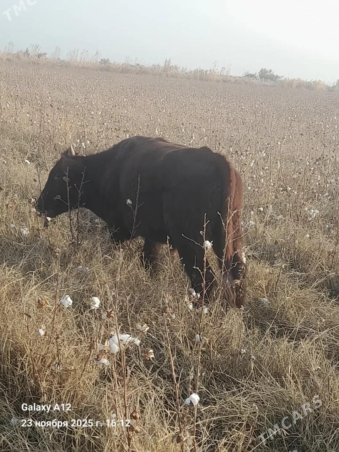 ÖKÜZ - Türkmenabat - img 2