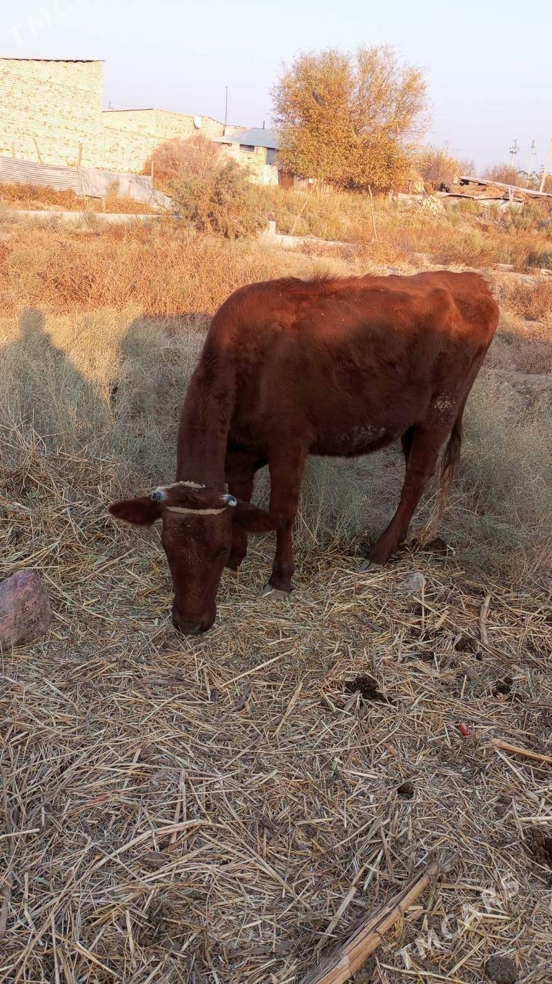 инек - Туркменабат - img 3