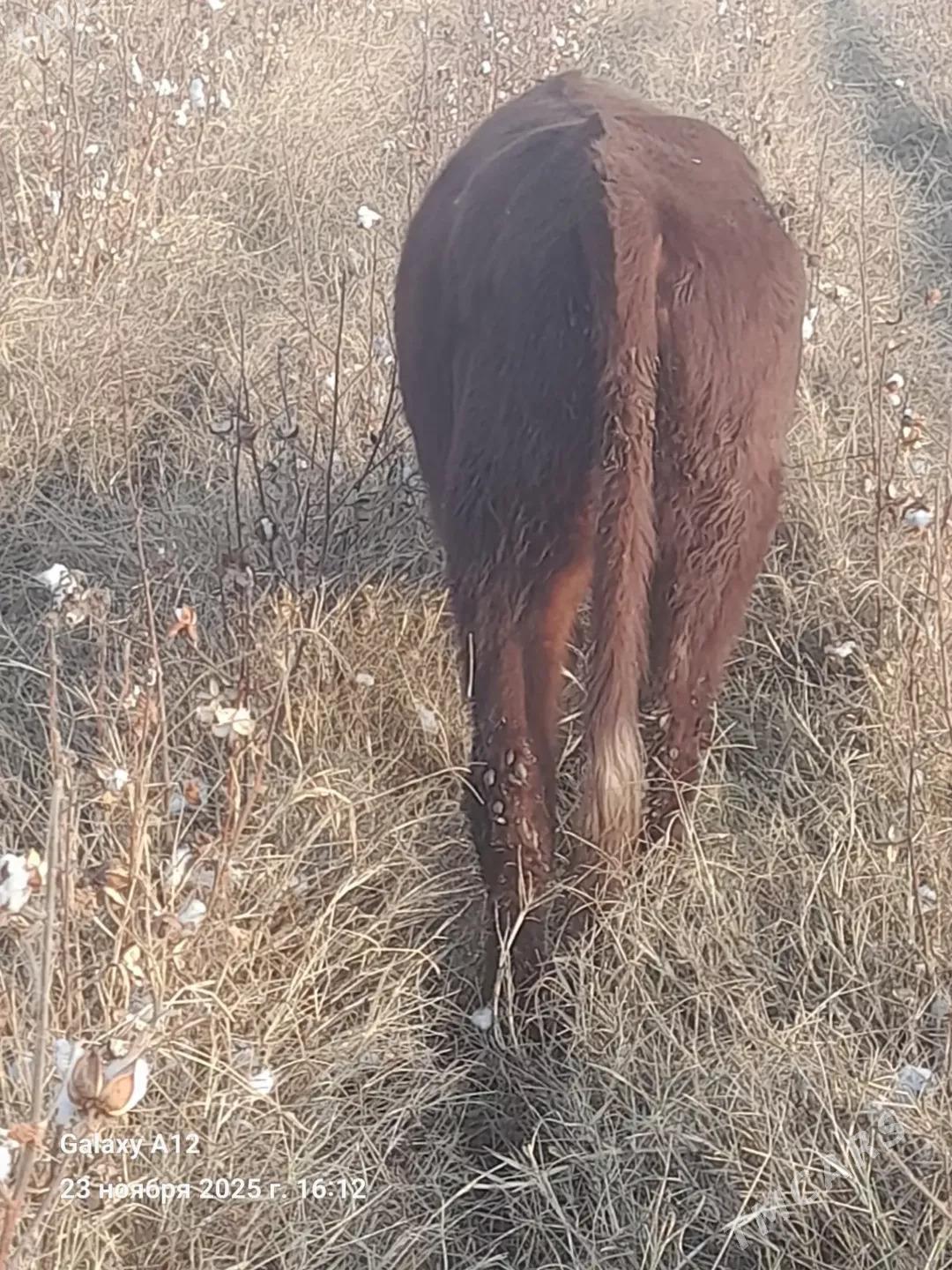 ÖKÜZ - Türkmenabat - img 4