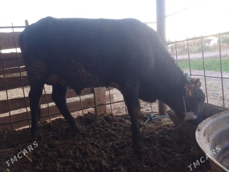 baklyk okuz - Dänew - img 1