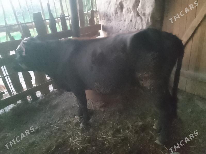 baklyk okuz - Dänew - img 5