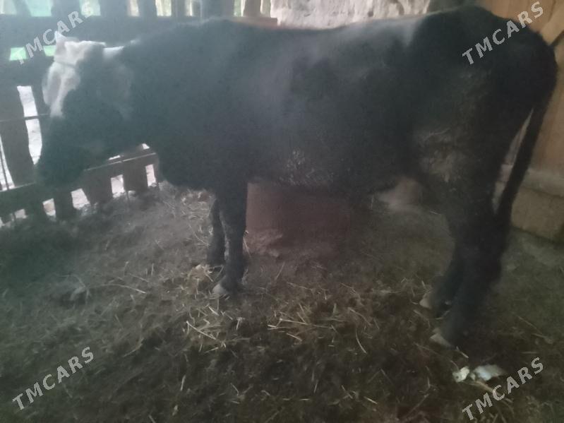 baklyk okuz - Dänew - img 4