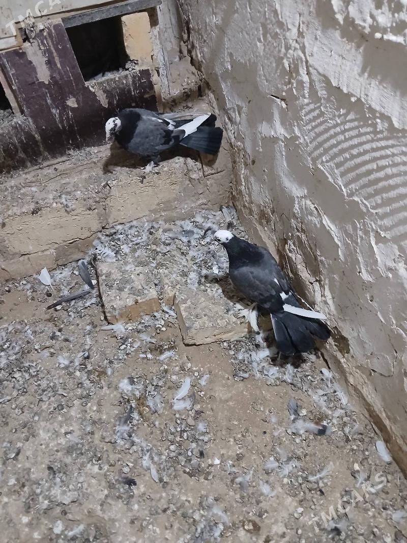 kepderi - Gyzylarbat - img 2