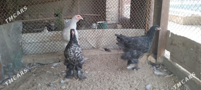 Brama - Sakarçäge - img 2