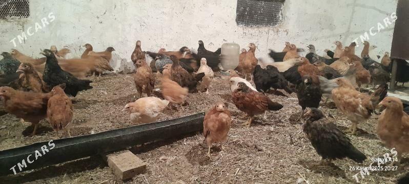 towuk juje - Sakarçäge - img 2