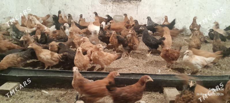 towuk juje - Sakarçäge - img 4