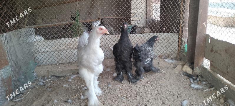 Brama - Sakarçäge - img 3