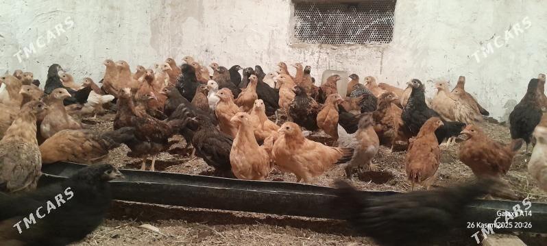 towuk juje - Sakarçäge - img 3