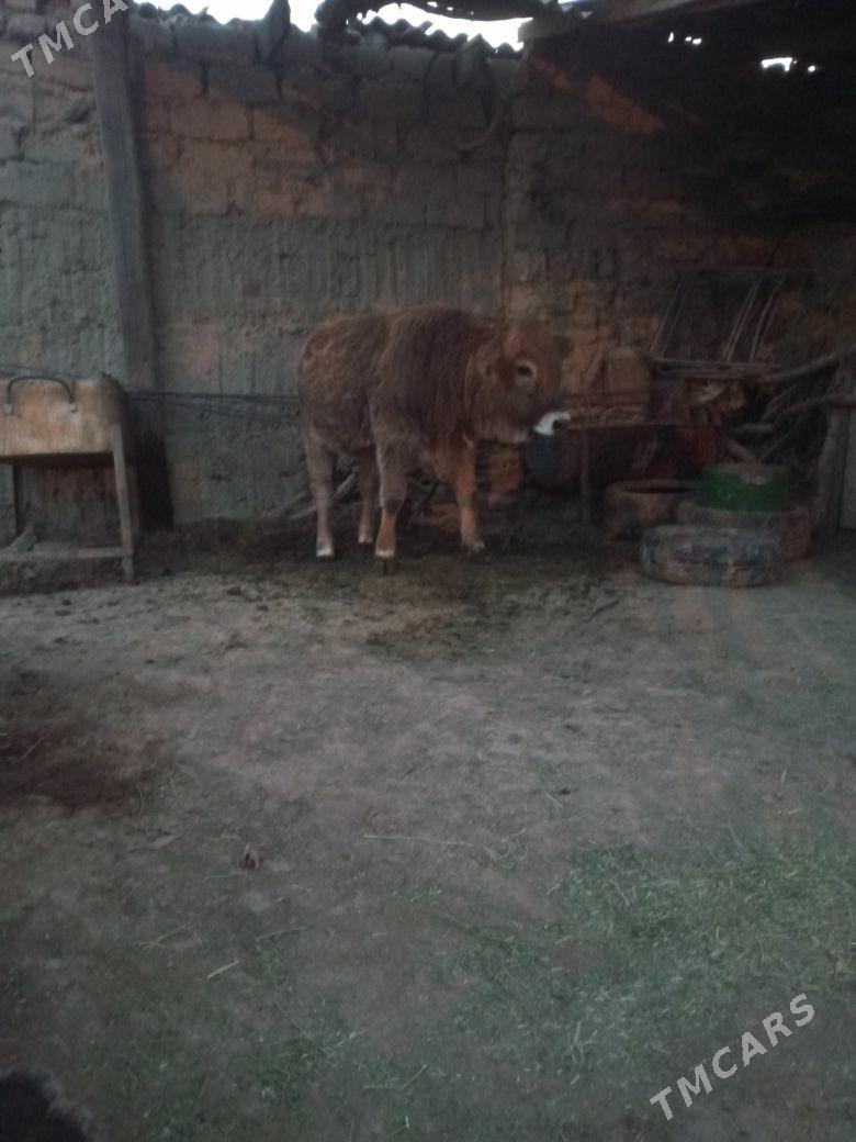 okuz - Änew - img 4