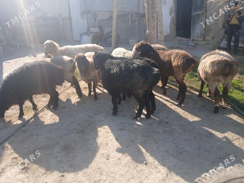 Işşek - Gökdepe - img 3