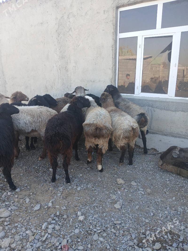 Işşek - Gökdepe - img 5