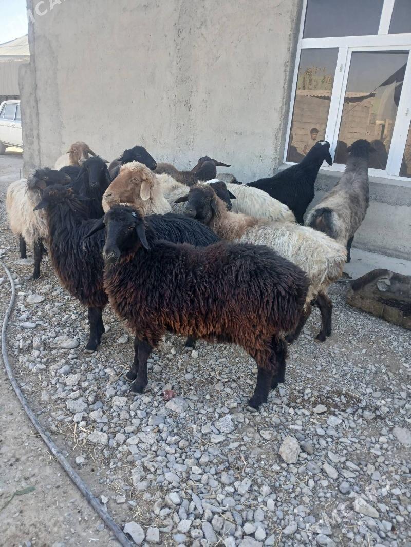 Işşek - Gökdepe - img 6