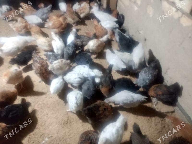 juje - Sakarçäge - img 1