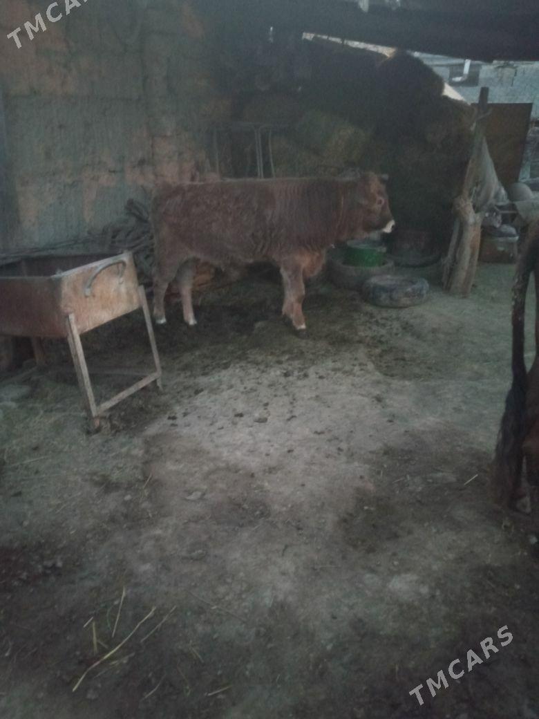 okuz - Änew - img 5