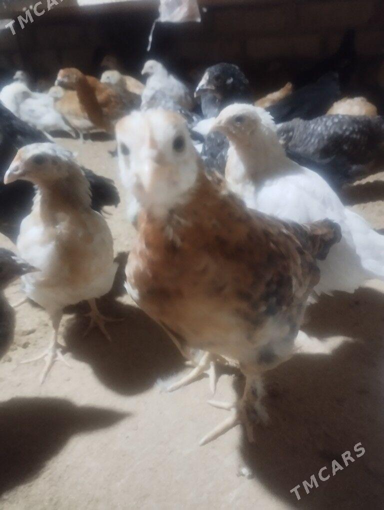 juje - Sakarçäge - img 3