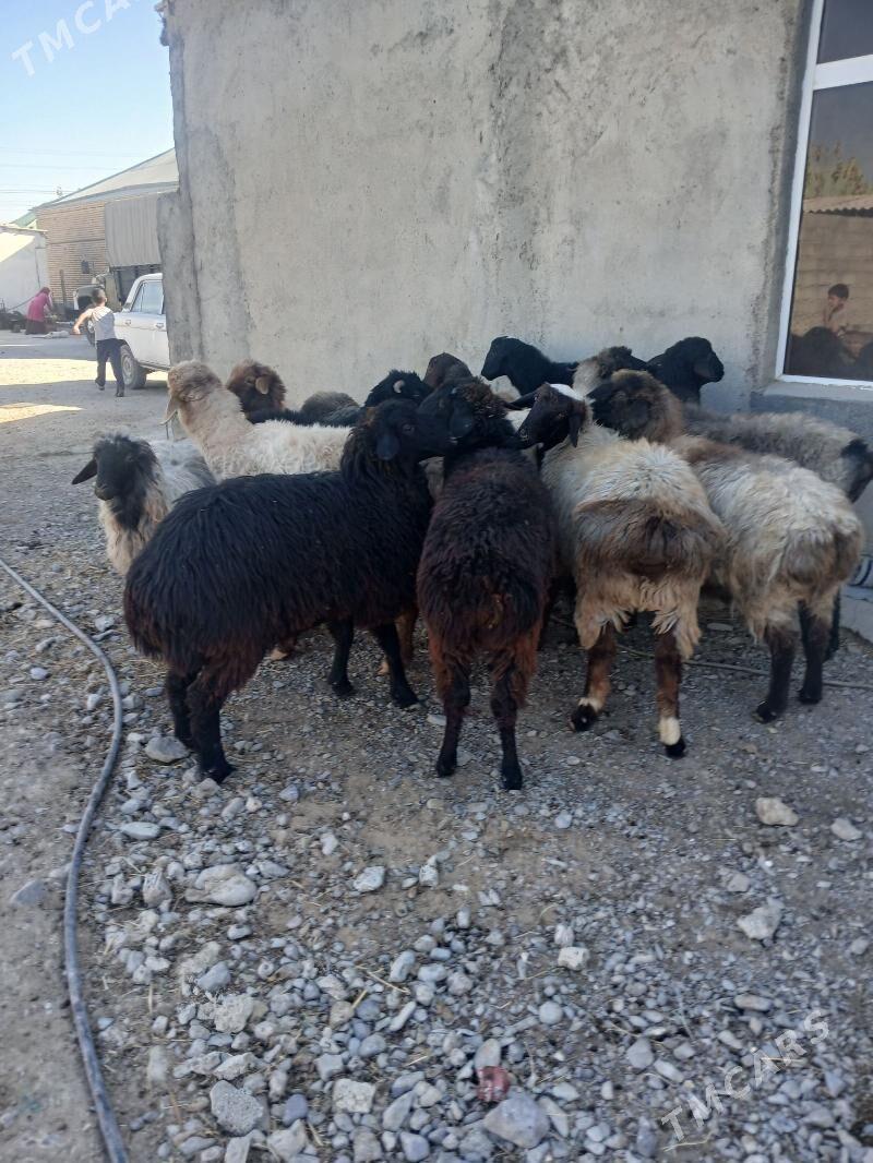 Işşek - Gökdepe - img 4