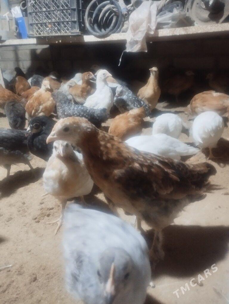 juje - Sakarçäge - img 2