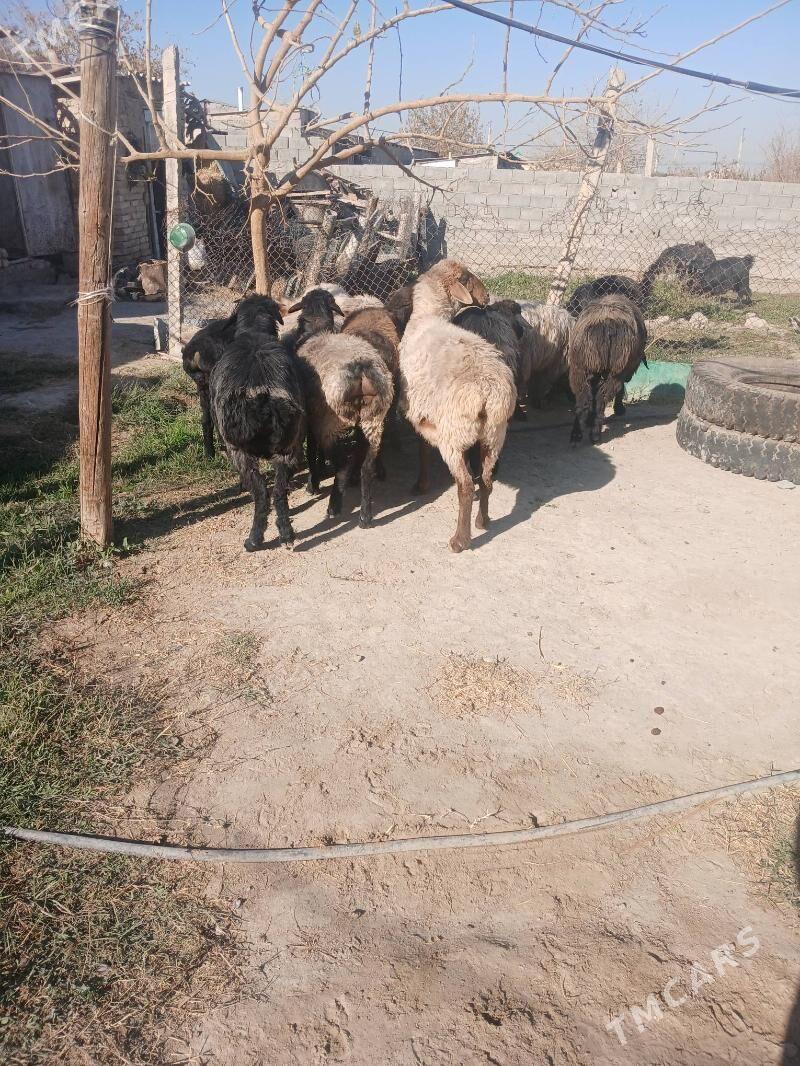 Işşek - Gökdepe - img 2