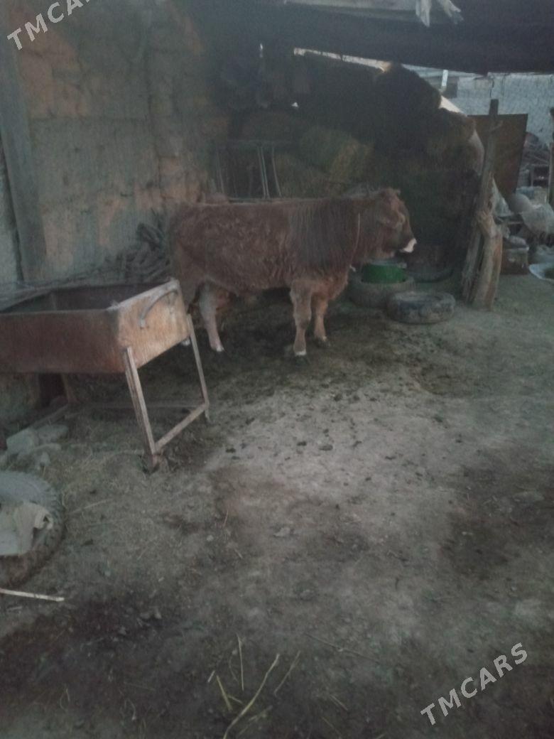 okuz - Änew - img 2