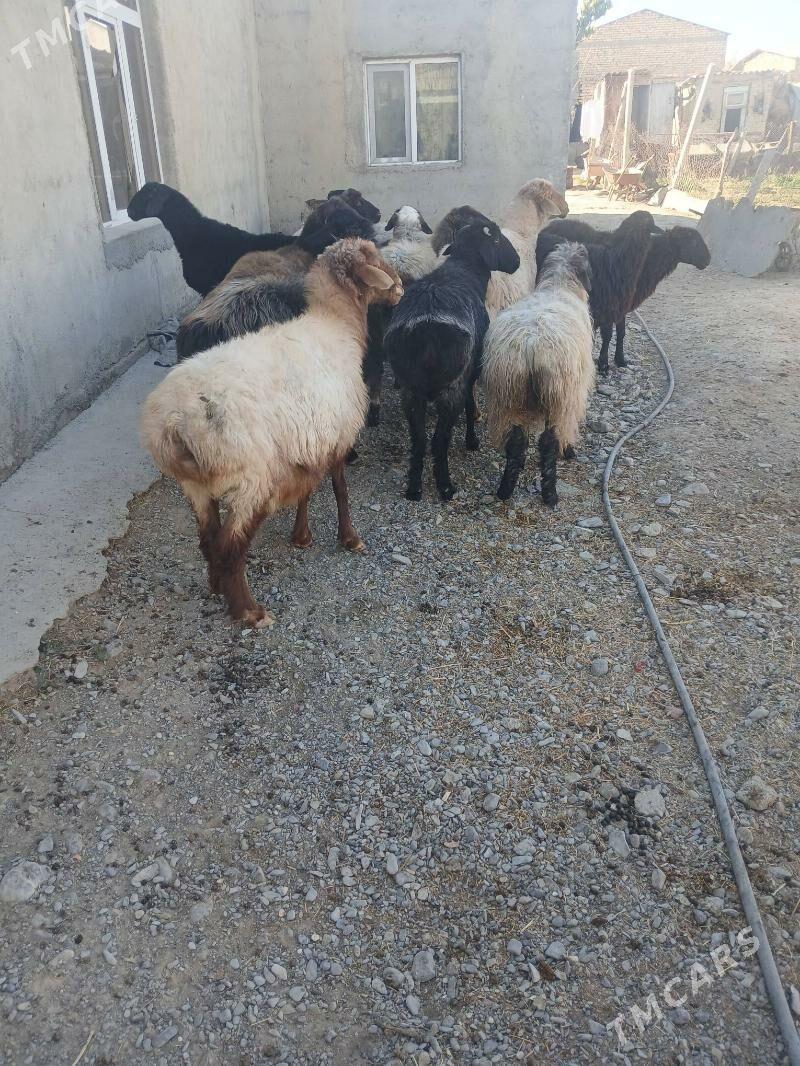 Işşek - Gökdepe - img 7