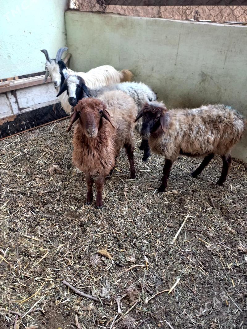 Işşek.Dog erkeç. - Hitrowka - img 2