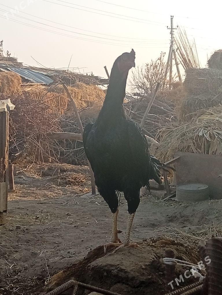 bayes horaz - Farap - img 5