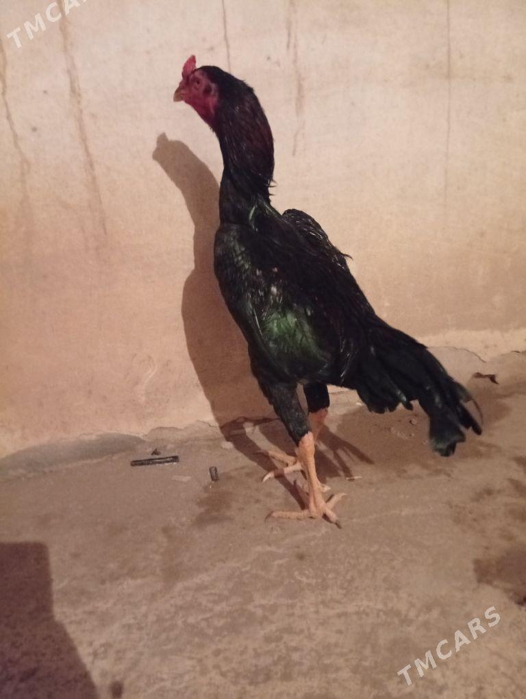 bayes horaz - Farap - img 2