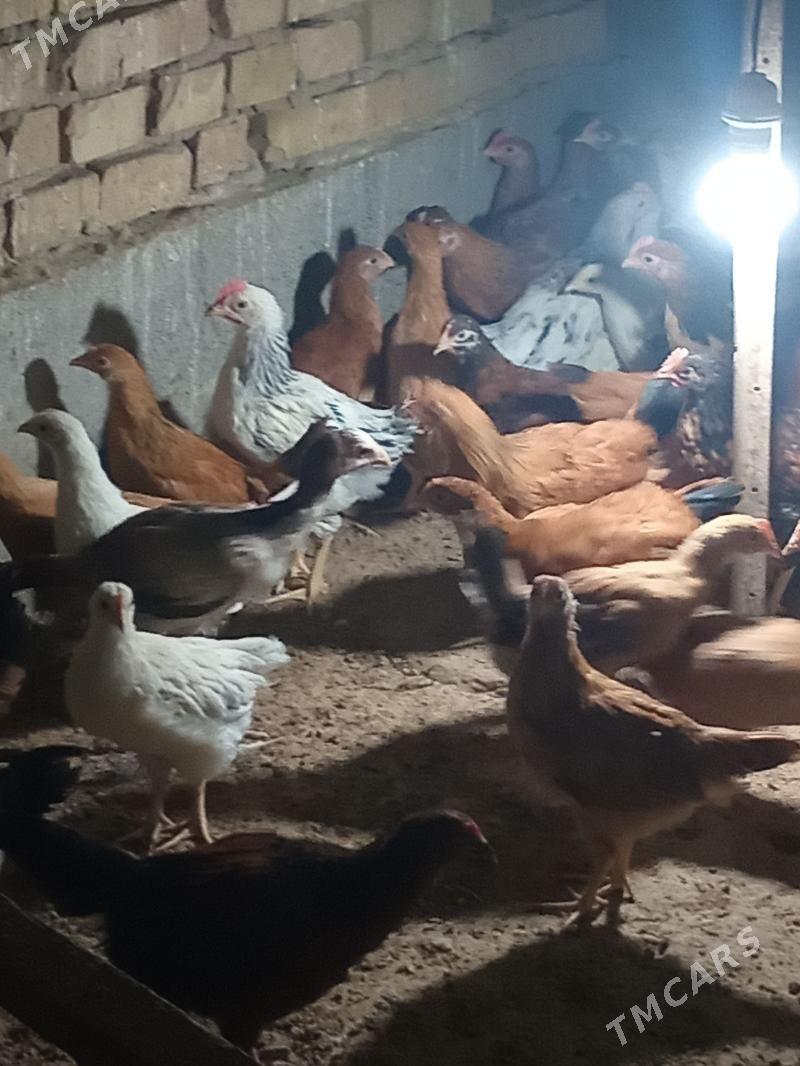 jüje - Kaka - img 8