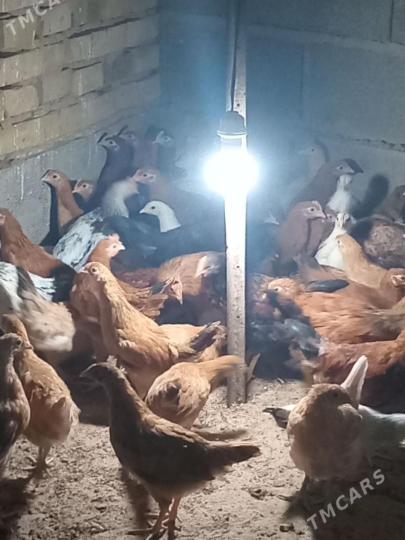 jüje - Kaka - img 7