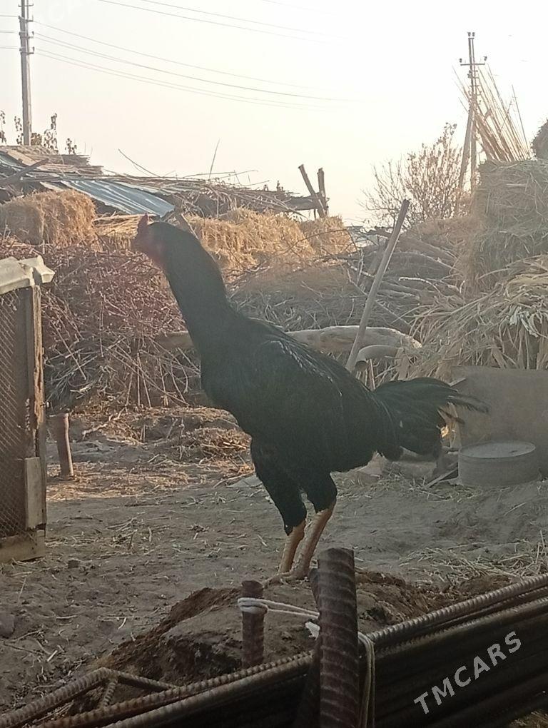 bayes horaz - Farap - img 3