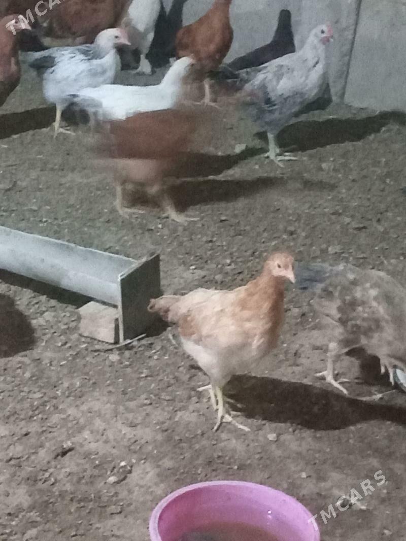 jüje - Kaka - img 2