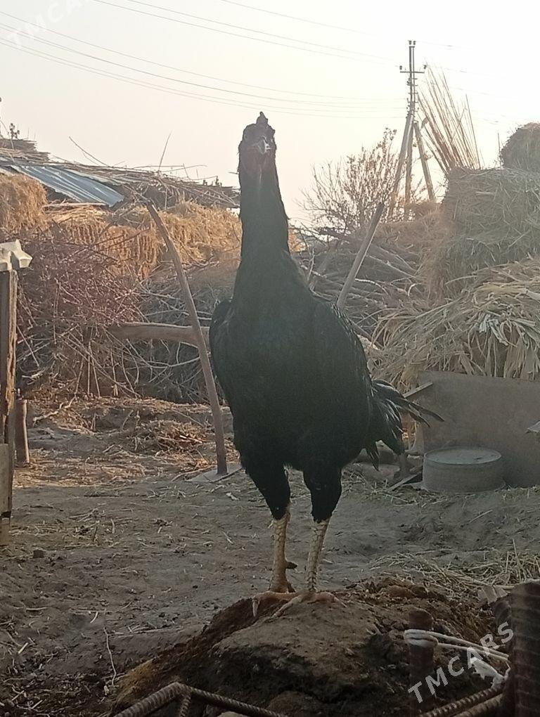 bayes horaz - Farap - img 6